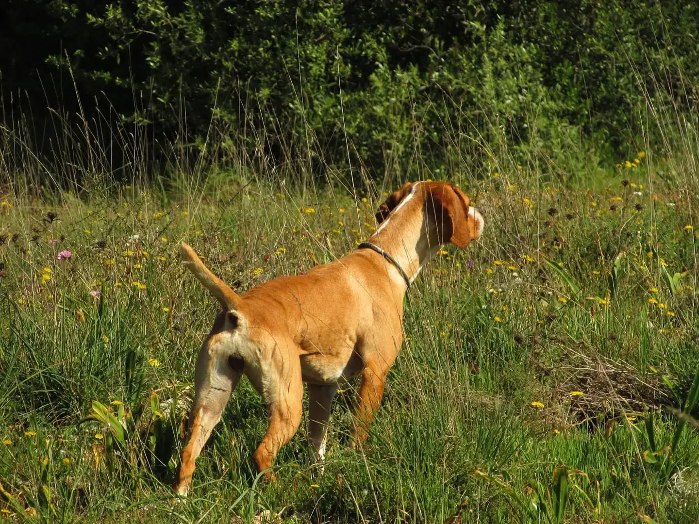Três cães. Perdizes. Uma decisão.